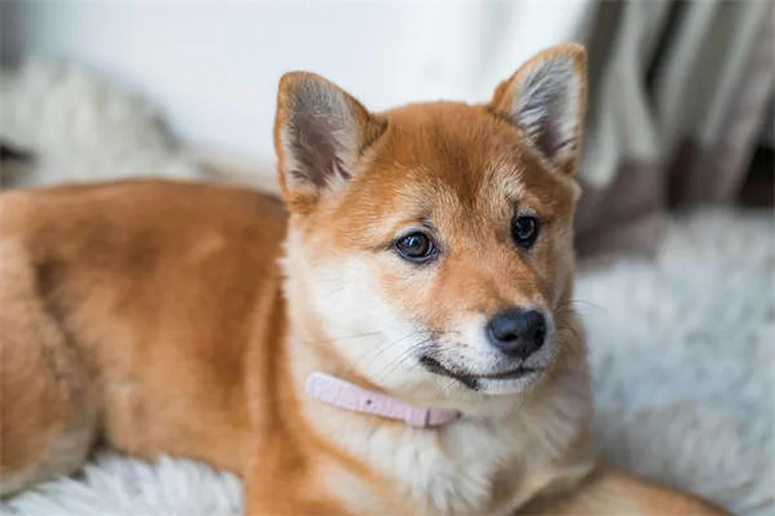 チューブアネモネの飼育法｜初心者でも簡単な海水生物